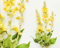 Organic Mullein Herb Tea